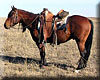 Emerson Ranch Horses