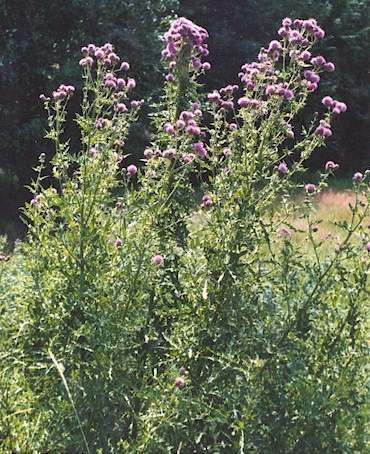 Canada thistle <i>Cirsium arvense L. </i>